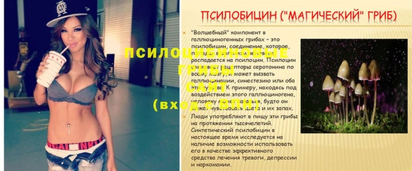 крисы Зерноград